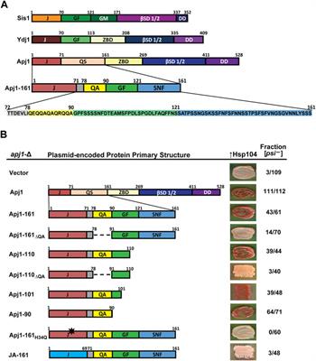 Unique characteristics of the J-domain proximal regions of Hsp70 cochaperone Apj1 in prion propagation/elimination and its overlap with Sis1 function